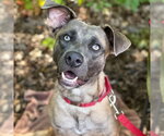 Small Photo #4 Black Mouth Cur-Labrador Retriever Mix Puppy For Sale in Canton, CT, USA