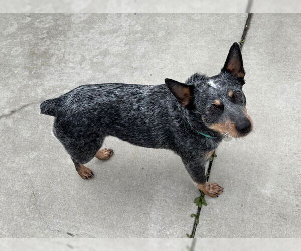 Medium Photo #4 Mutt Puppy For Sale in Salt Lake City, UT, USA