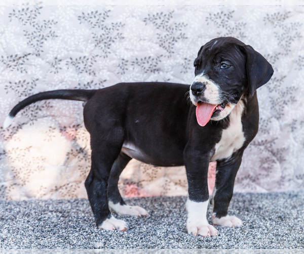 Medium Photo #9 Great Dane Puppy For Sale in WAKARUSA, IN, USA