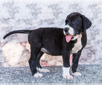 Small #8 Great Dane