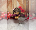 Small Photo #11 Dachshund Puppy For Sale in RIPLEY, MS, USA