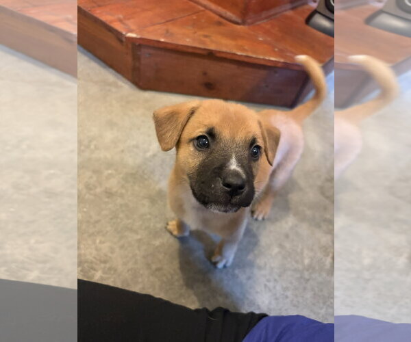 Medium Photo #3 Boxer-Unknown Mix Puppy For Sale in Holly Springs, NC, USA