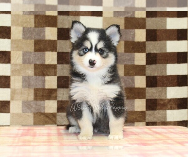 Medium Photo #3 Pomsky Puppy For Sale in DENVER, PA, USA