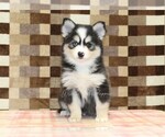 Small #2 Pomsky