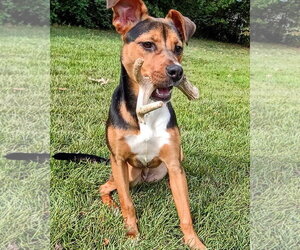 Subaru - Female German Shepherd Dog-Unknown Mix Dog for Adoption - Photo #2