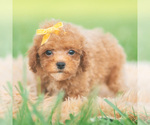 Puppy Bixby AKC Poodle (Toy)