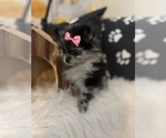 Small #4 Pomeranian