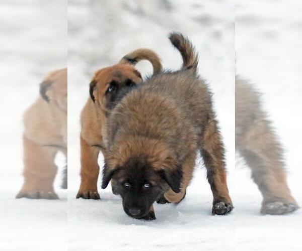 Medium Photo #10 Estrela Mountain Dog Puppy For Sale in Cherryville, British Columbia, Canada