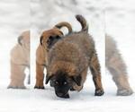 Small Photo #10 Estrela Mountain Dog Puppy For Sale in Cherryville, British Columbia, Canada