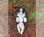 Puppy 3 Aussiedoodle Miniature 