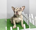Small Photo #16 French Bulldog Puppy For Sale in LITTLE ROCK, AR, USA