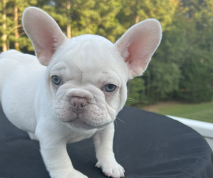 French Bulldog Puppy for sale in INMAN, SC, USA