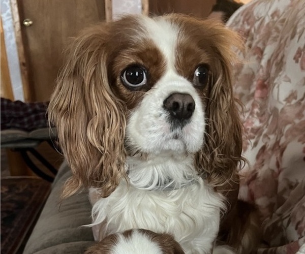 Medium Photo #1 Cavalier King Charles Spaniel Puppy For Sale in ELDRED, PA, USA