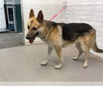 Small German Shepherd Dog