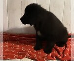 Puppy Puppy 1 Newfoundland