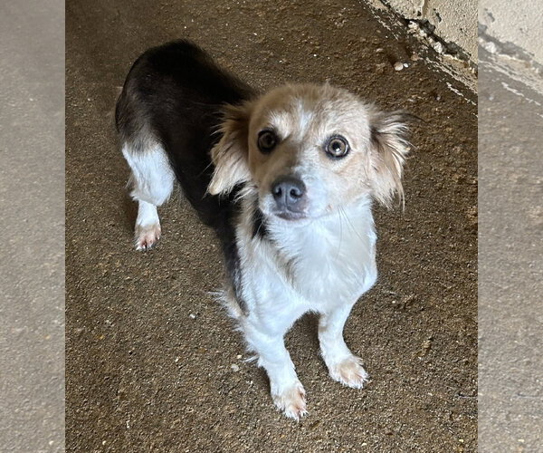 Medium Photo #4 Chihuahua-Colonial Cocker Spaniel Mix Puppy For Sale in Wetumpka, AL, USA