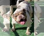 Small Photo #1 Bulldog Puppy For Sale in VICTORVILLE, CA, USA