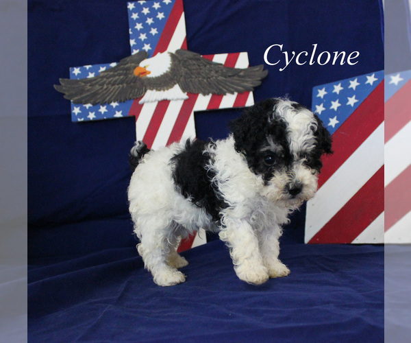 Medium Photo #3 Poodle (Toy) Puppy For Sale in CHANUTE, KS, USA