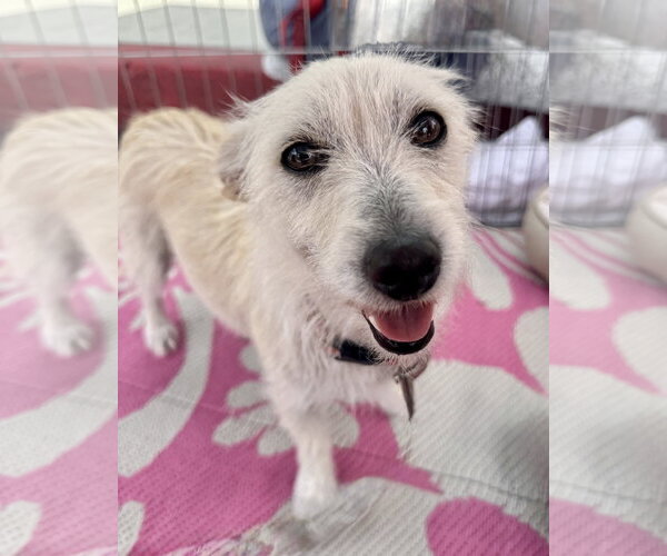 Medium Photo #2 Mutt Puppy For Sale in Marina Del Rey, CA, USA