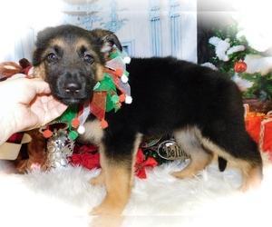 German Shepherd Dog Puppy for sale in HAMMOND, IN, USA