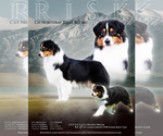 Small Photo #1 Australian Shepherd Puppy For Sale in CHEHALIS, WA, USA