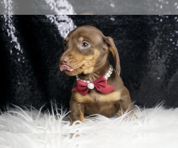 Medium Photo #2 Dachshund Puppy For Sale in WARSAW, IN, USA