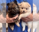 Small Photo #3 Pomeranian Puppy For Sale in BRADENTON, FL, USA