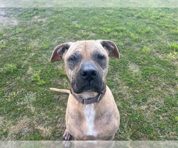 Medium Photo #3 Black Mouth Cur-Unknown Mix Puppy For Sale in Ocala, FL, USA
