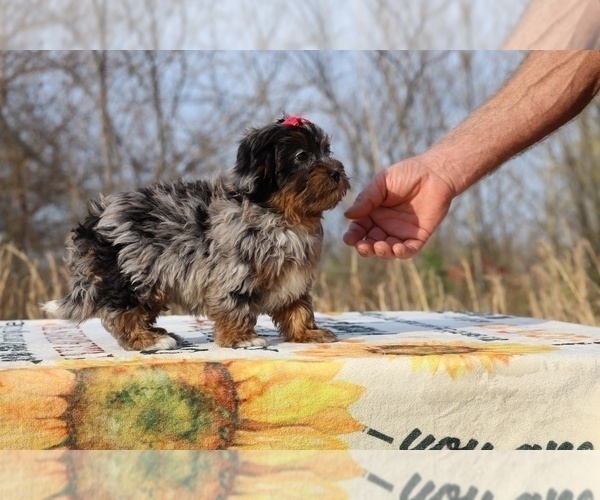 Medium Photo #22 ShihPoo Puppy For Sale in DYERSBURG, TN, USA