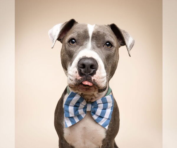 Medium Photo #6 American Bulldog-Unknown Mix Puppy For Sale in miami, FL, USA