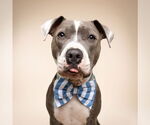 Small #5 American Bulldog Mix