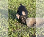 Puppy Neiva French Bulldog