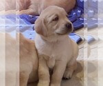 Puppy 3 Golden Labrador