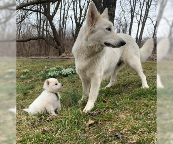 Medium Photo #59 German Shepherd Dog Puppy For Sale in WASHINGTON, NJ, USA