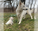 Small Photo #59 German Shepherd Dog Puppy For Sale in WASHINGTON, NJ, USA