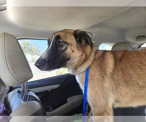 Missy - Female German Shepherd Dog Dog for Adoption - Photo #2