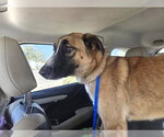 Small Photo #2 German Shepherd Dog Puppy For Sale in Phoenix, AZ, USA
