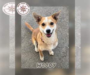 Chihuahua-Unknown Mix Dogs for adoption in Princeton, British Columbia, Canada