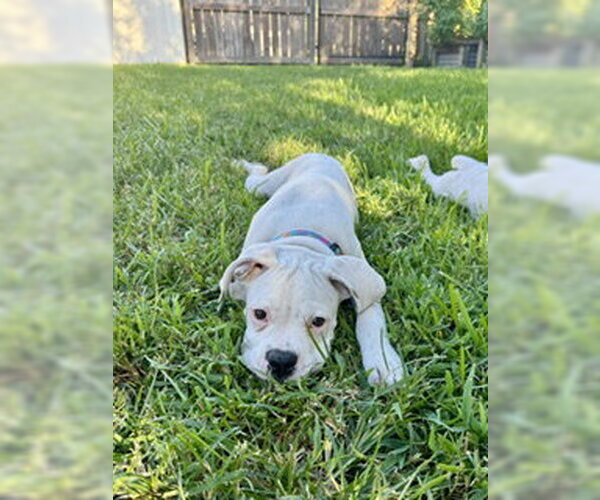 Medium Photo #2 Boxer Puppy For Sale in  Katy, TX, USA