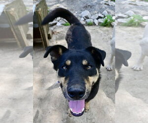 Howard - Male Siberian Husky-Unknown Mix Dog for Adoption - Photo #3