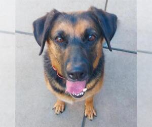 German Shepherd Dog-Unknown Mix Dogs for adoption in Sacramento, CA, USA