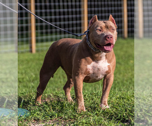 Mother of the American Bully puppies born on 08/14/2022