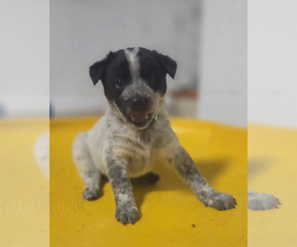 Medium Photo #3 Mutt Puppy For Sale in Garden City, NY, USA