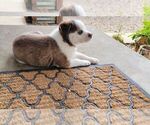 Puppy 1 Labrador Retriever-Siberian Husky Mix