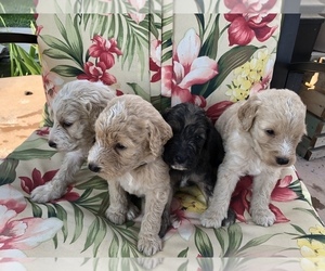 Goldendoodle Puppy for sale in GREENSBURG, KY, USA