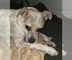 Small #3 Bo-Dach
