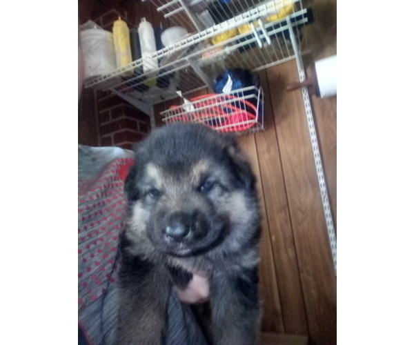 Medium Photo #1 German Shepherd Dog Puppy For Sale in ELBERTON, GA, USA