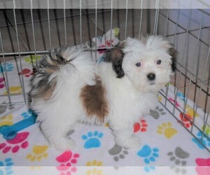 Lhasa Apso-Poodle (Toy) Mix Puppy for sale in ORO VALLEY, AZ, USA