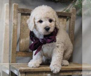 Poodle (Miniature) Puppy for sale in ORO VALLEY, AZ, USA