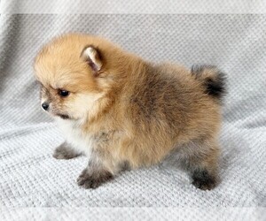 Pomeranian Puppy for sale in DAWSONVILLE, GA, USA